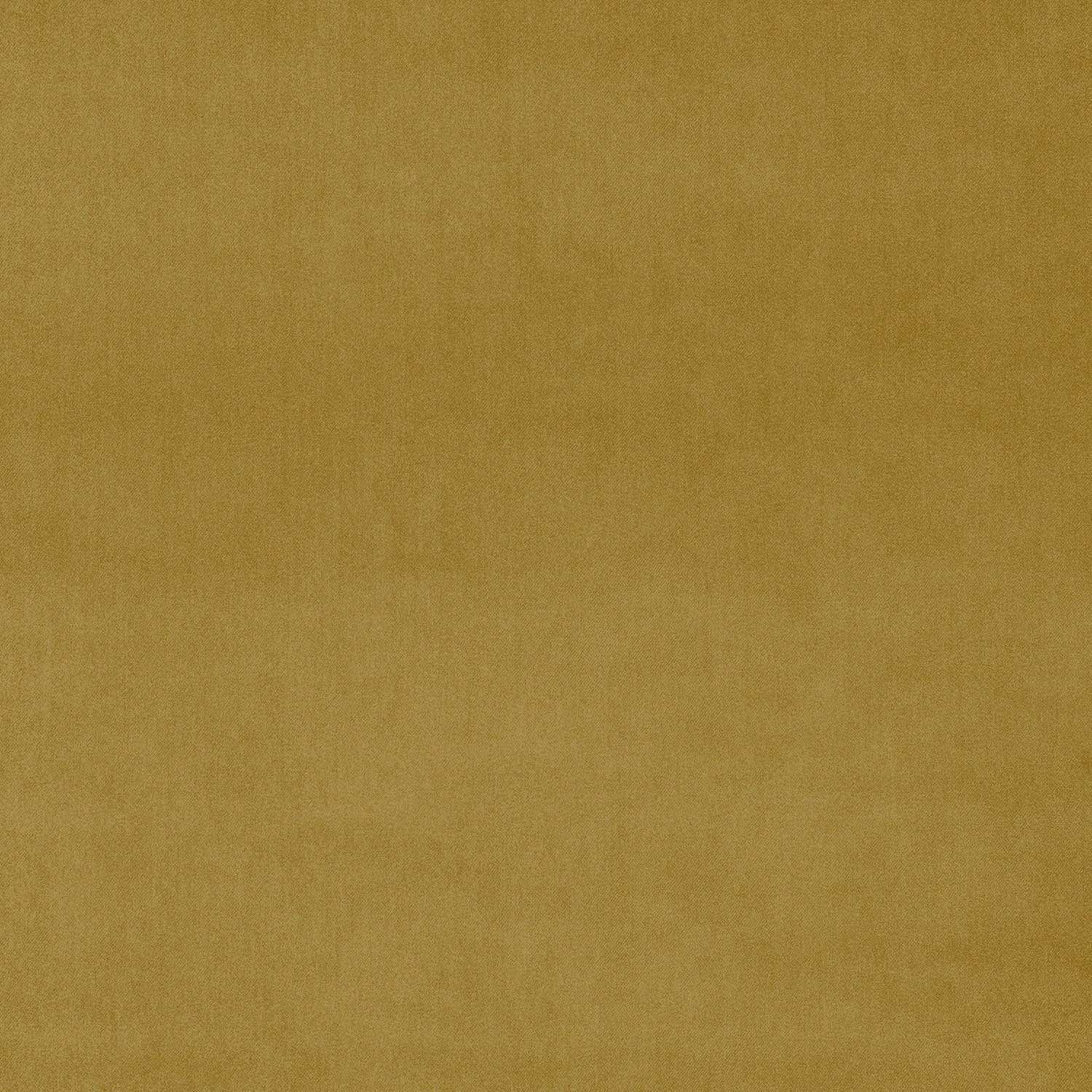 Fabric swatch of a yellow plain velvet – suitable for use as a velvet upholstery fabric or velvet curtains